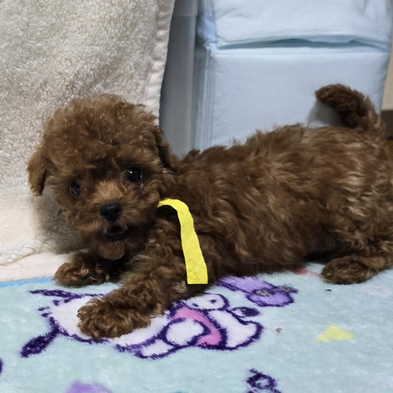 販売中の岡山県のトイプードル-411591の3枚目