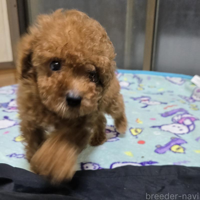 成約済の岡山県のトイプードル-411592の4枚目