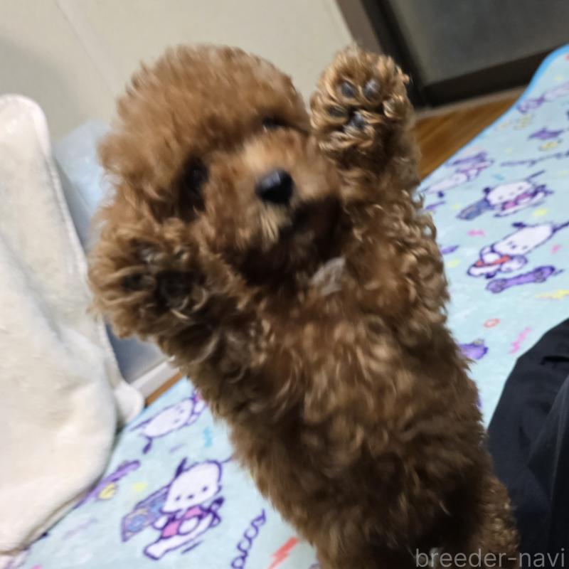 成約済の岡山県のトイプードル-411592の3枚目