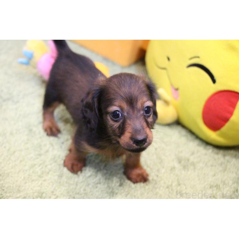 販売中の愛知県のカニンヘンダックスフンド(ロングヘアード)-413557の5枚目