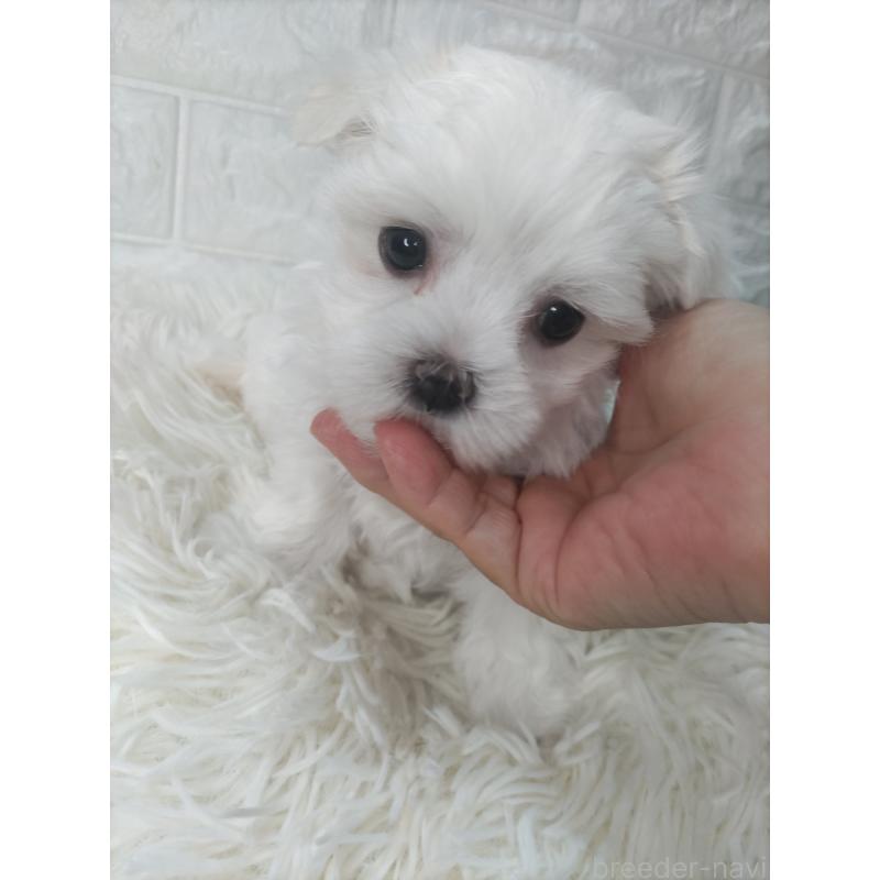 成約済の愛知県のマルチーズ-416717の7枚目