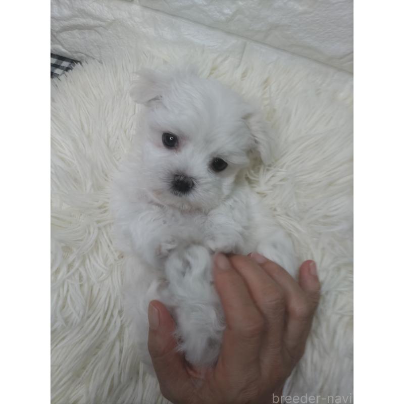 成約済の愛知県のマルチーズ-416717の6枚目