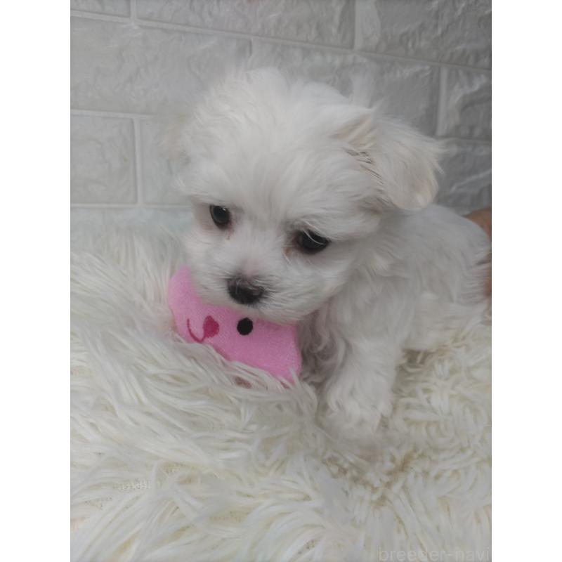 成約済の愛知県のマルチーズ-416717の5枚目