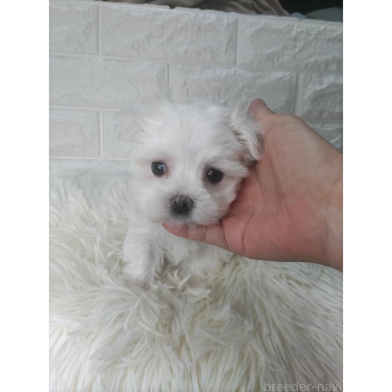 成約済の愛知県のマルチーズ-416717の4枚目