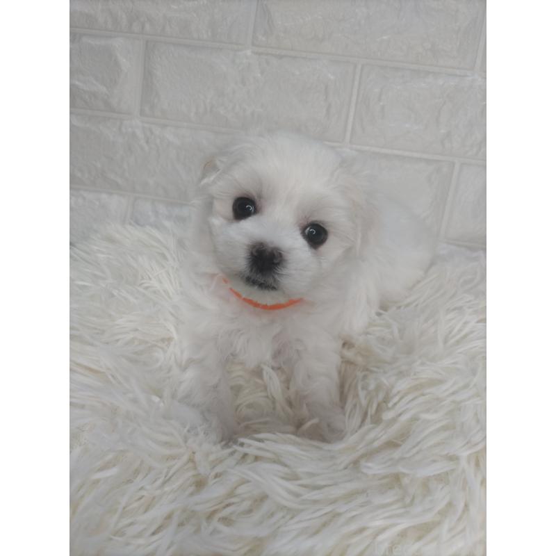 販売中の愛知県のマルチーズ-415784の6枚目