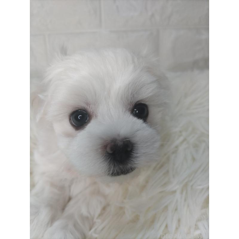 販売中の愛知県のマルチーズ-415784の5枚目