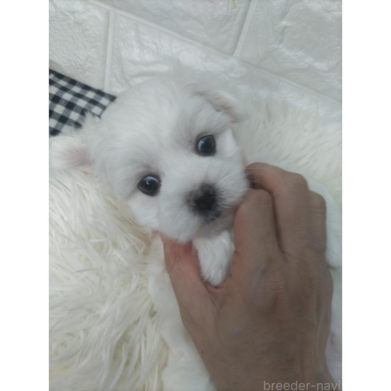 販売中の愛知県のマルチーズ-415784の4枚目