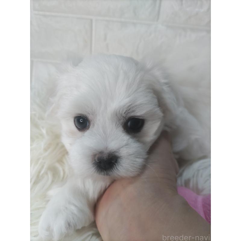 販売中の愛知県のマルチーズ-415784の3枚目