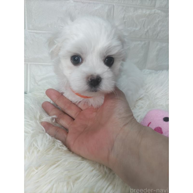 販売中の愛知県のマルチーズ-415784の2枚目