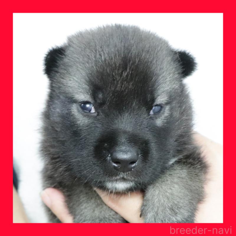 販売中の愛知県の紀州犬-422187の1枚目