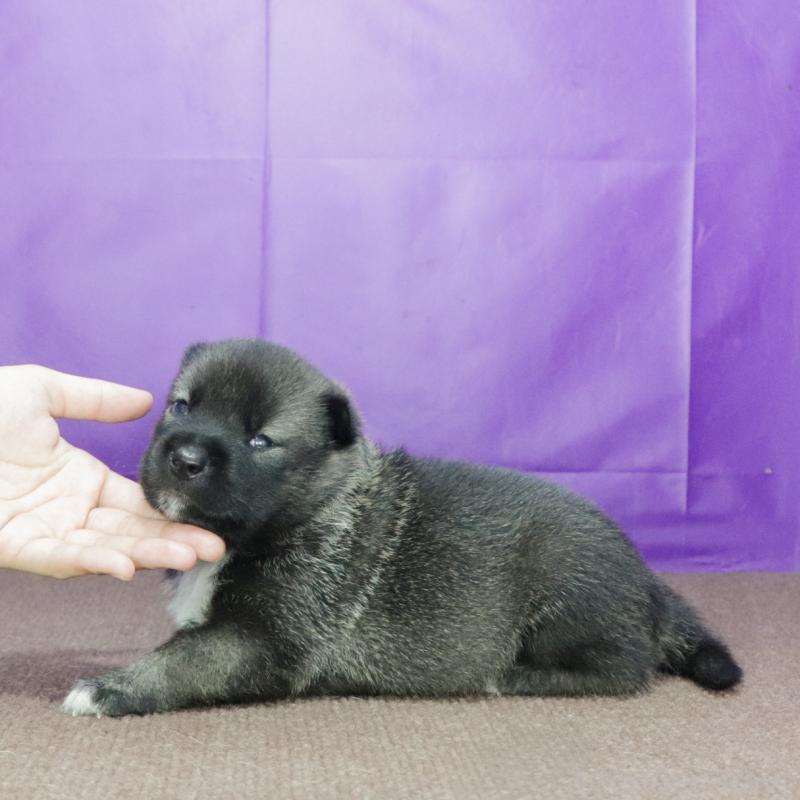 販売中の愛知県の紀州犬-422187の3枚目