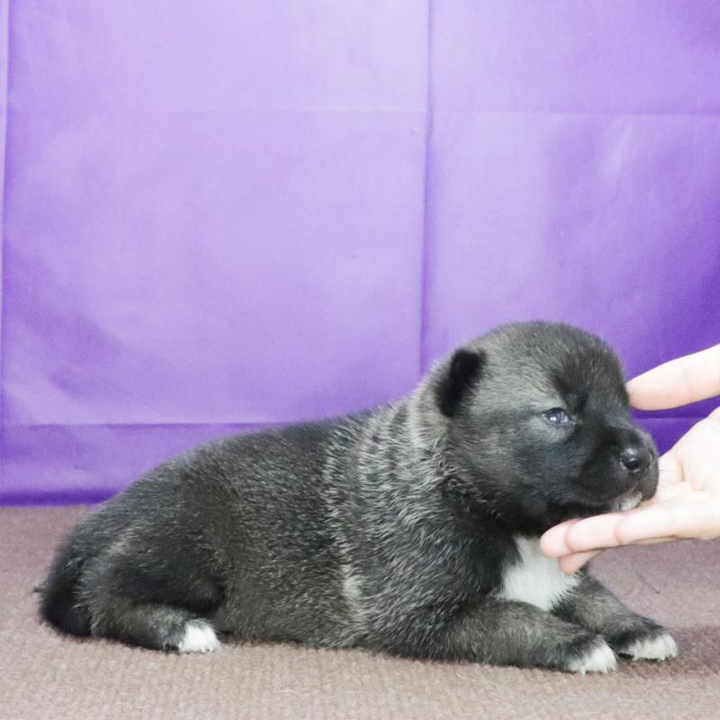 販売中の愛知県の紀州犬-422187の2枚目