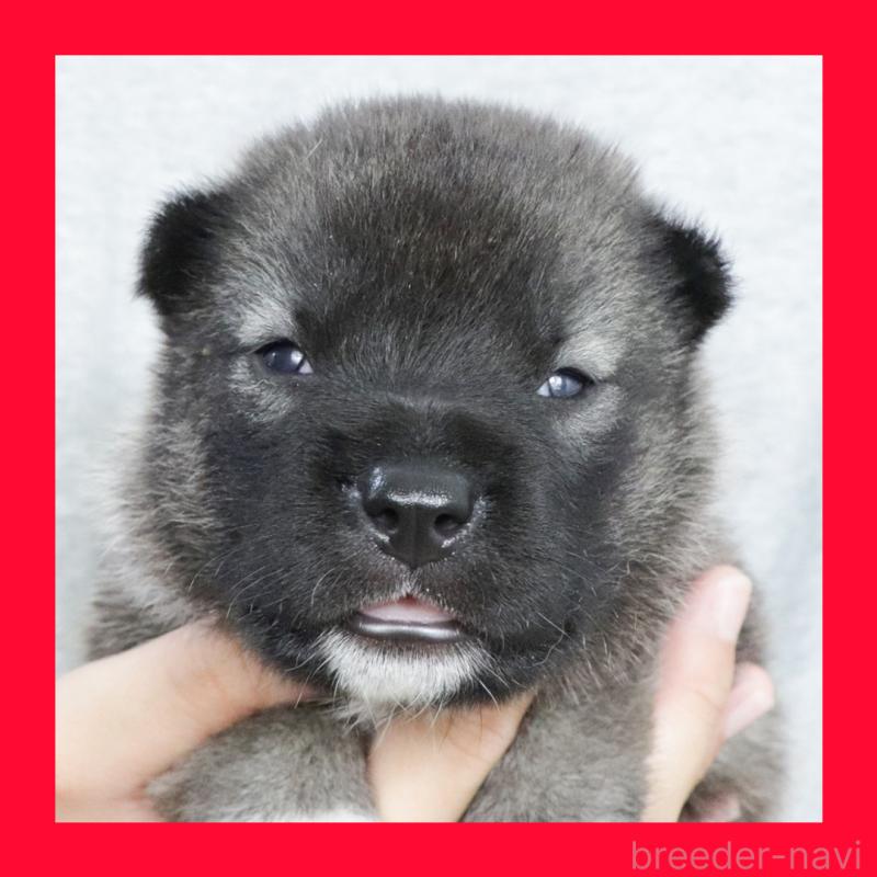 販売中の愛知県の紀州犬-422188