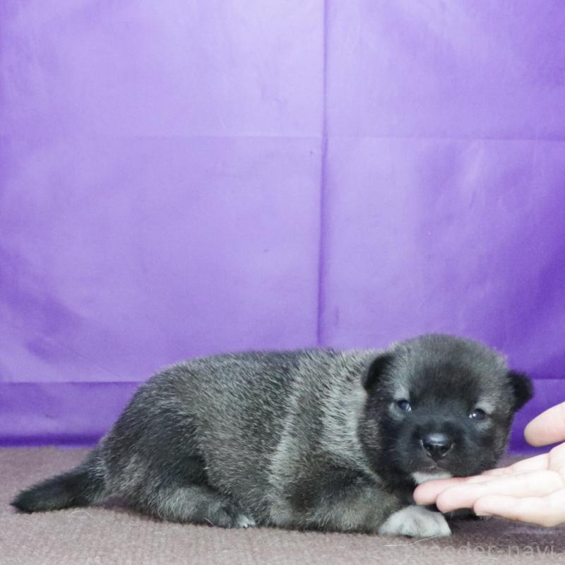 販売中の愛知県の紀州犬-422188の3枚目