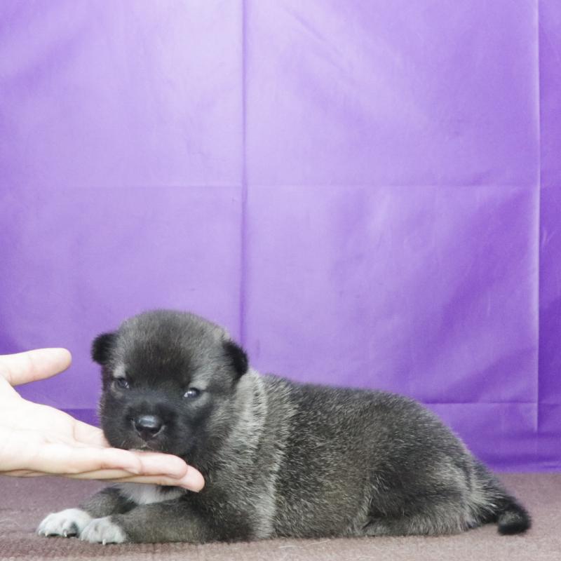 販売中の愛知県の紀州犬-422188の2枚目
