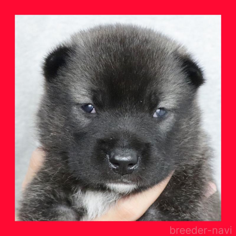 販売中の愛知県の紀州犬-422190