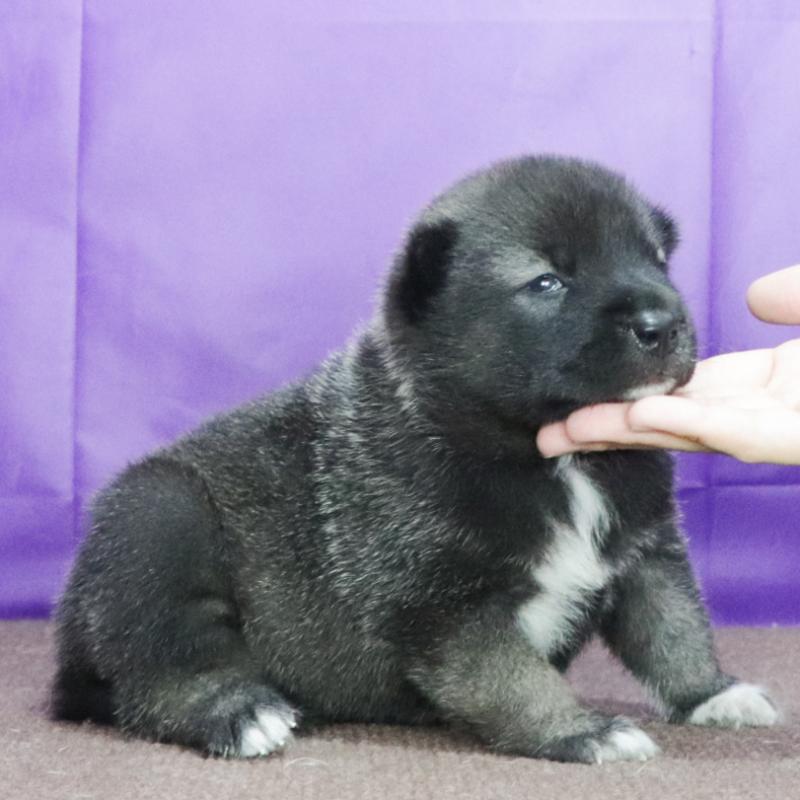 販売中の愛知県の紀州犬-422190の3枚目