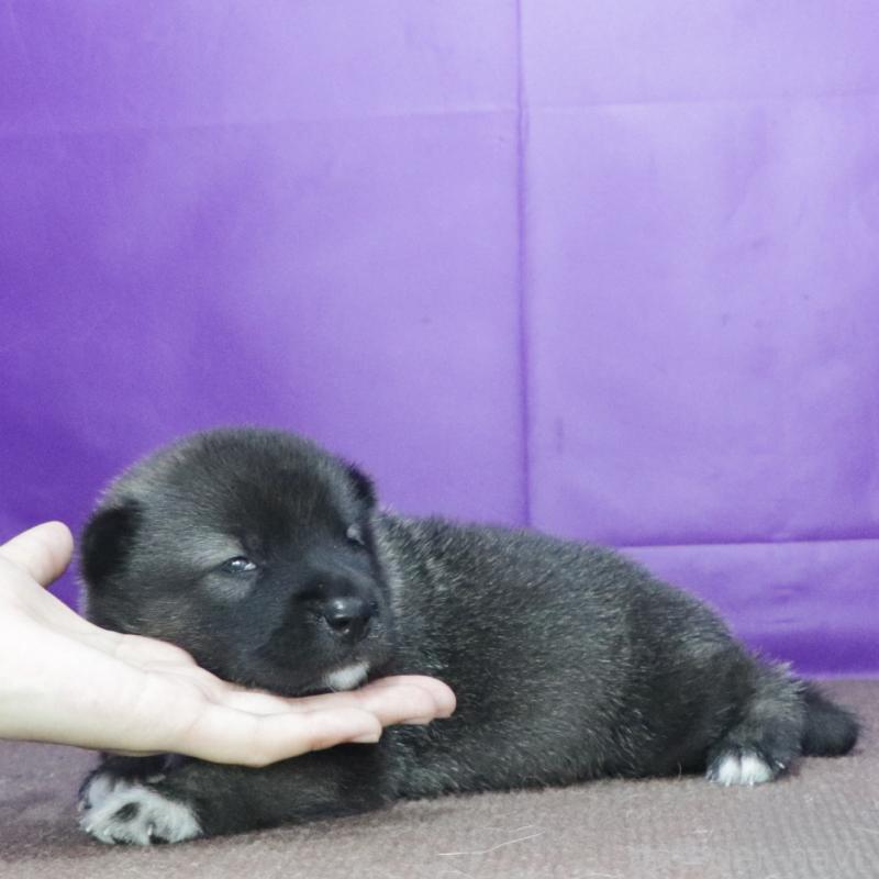 販売中の愛知県の紀州犬-422190の2枚目