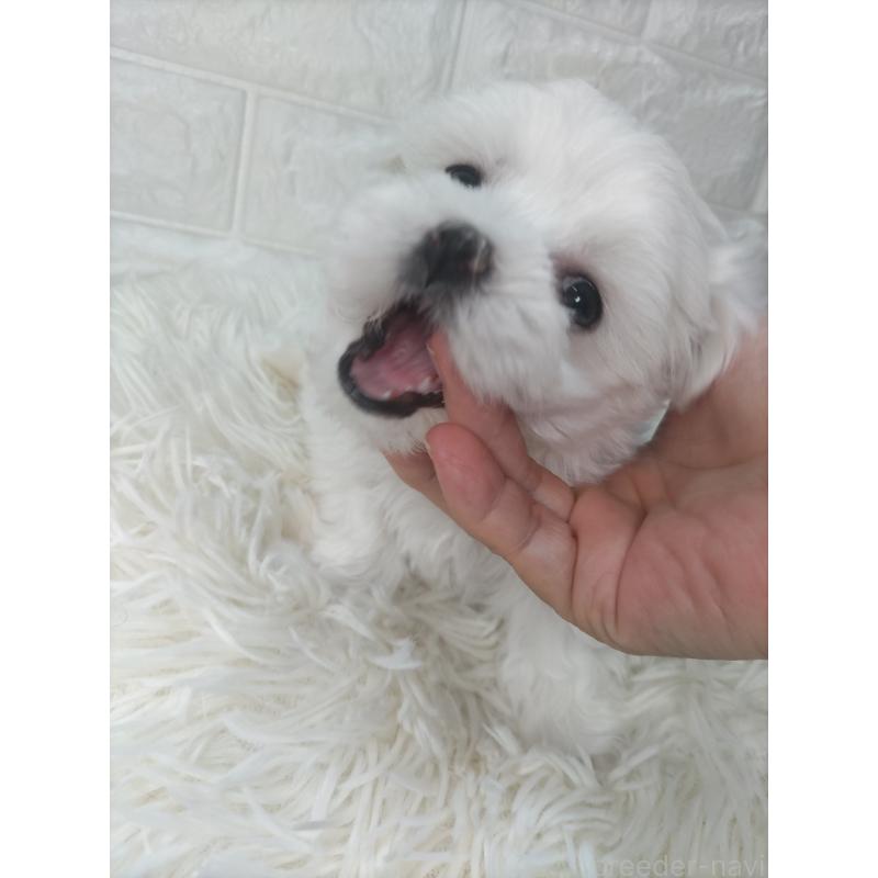 成約済の愛知県のマルチーズ-416717の3枚目