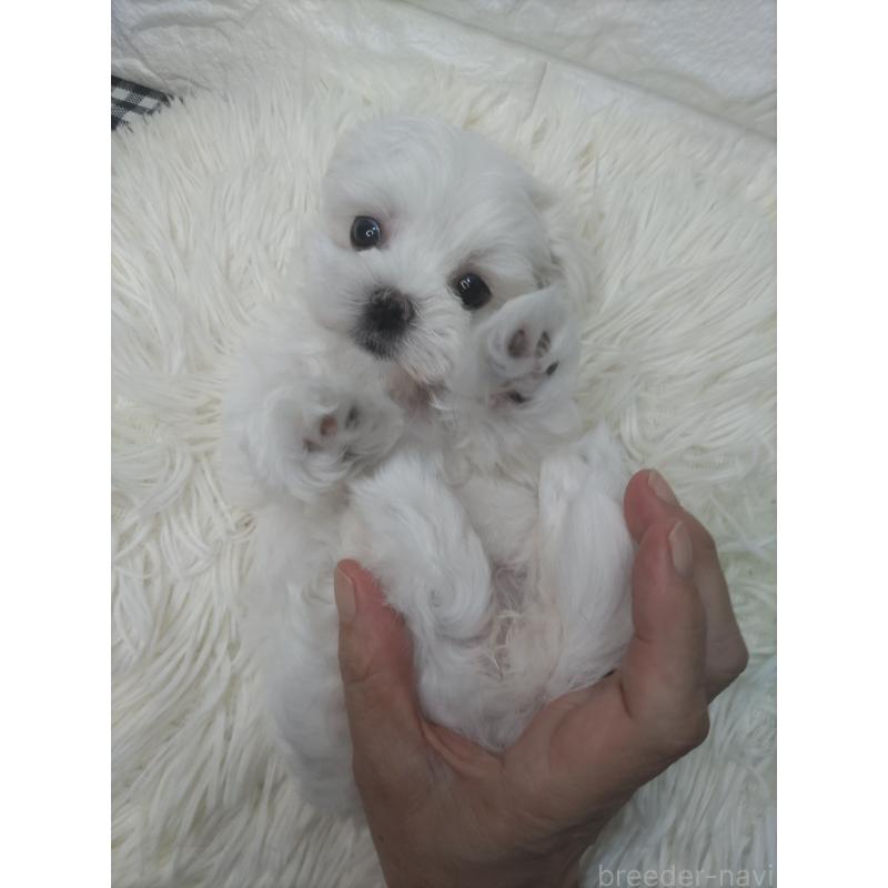 成約済の愛知県のマルチーズ-416717の2枚目