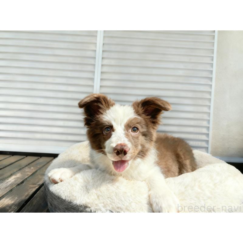 販売中の茨城県のボーダーコリー-403755