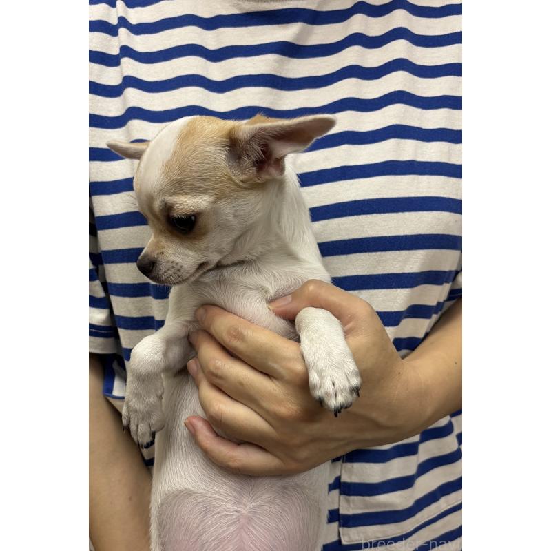 販売中の熊本県のチワワ(スムースコート)-405705の3枚目