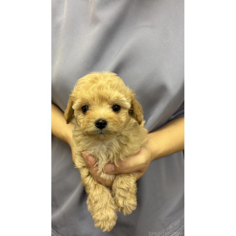 販売中の熊本県のミックス犬-422028の4枚目