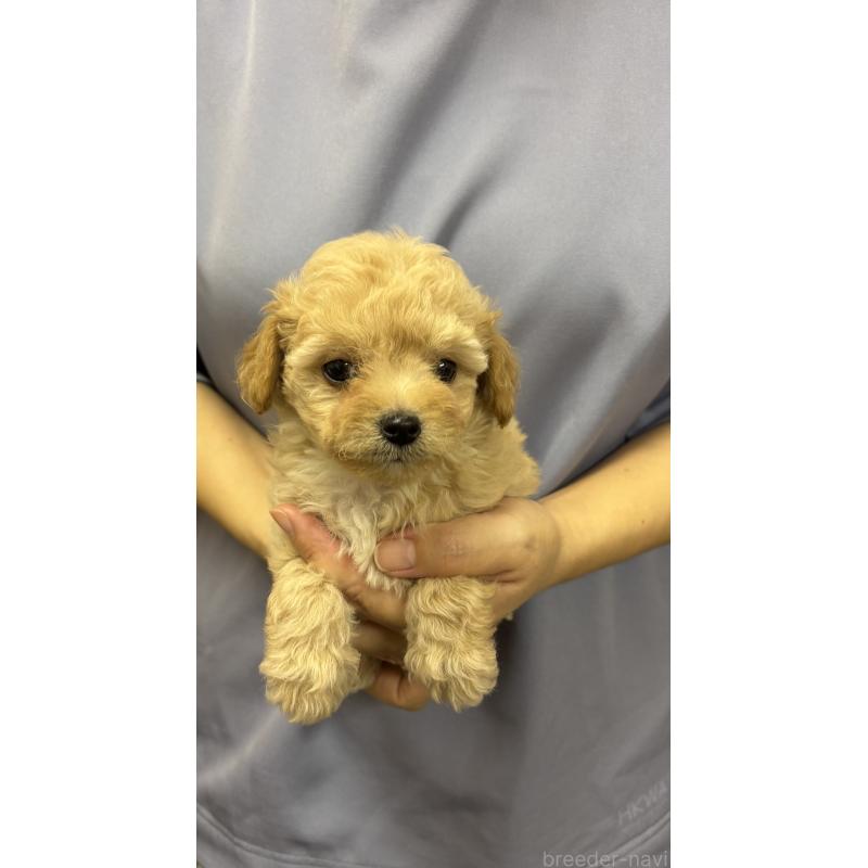 販売中の熊本県のミックス犬-422028の3枚目
