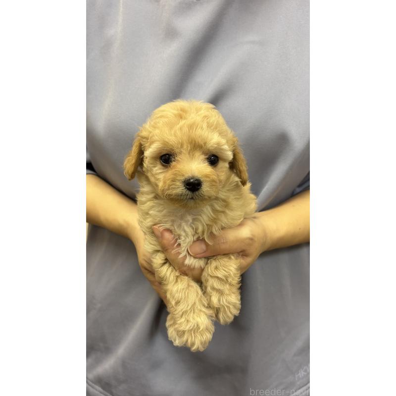 販売中の熊本県のミックス犬-422028の2枚目