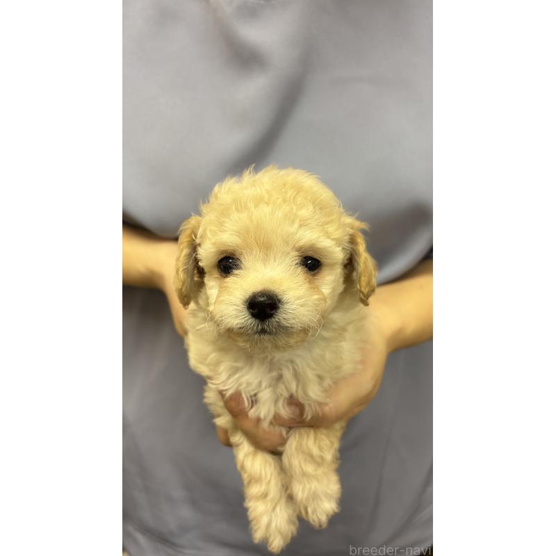 販売中の熊本県のミックス犬-422029の5枚目