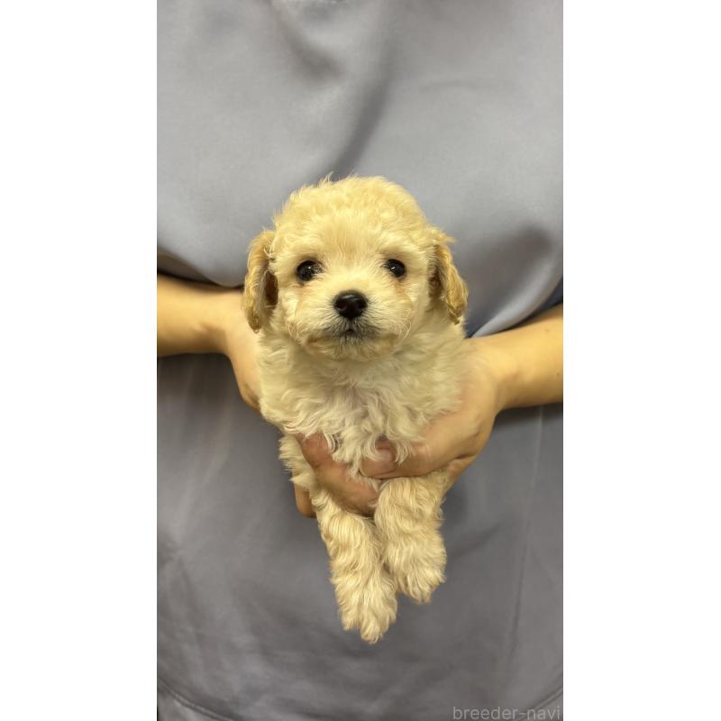 販売中の熊本県のミックス犬-422029の4枚目