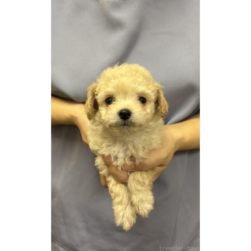 販売中の熊本県のミックス犬-422029の3枚目