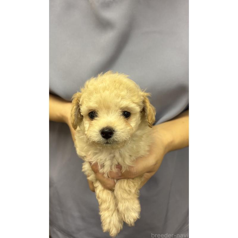 販売中の熊本県のミックス犬-422029の2枚目