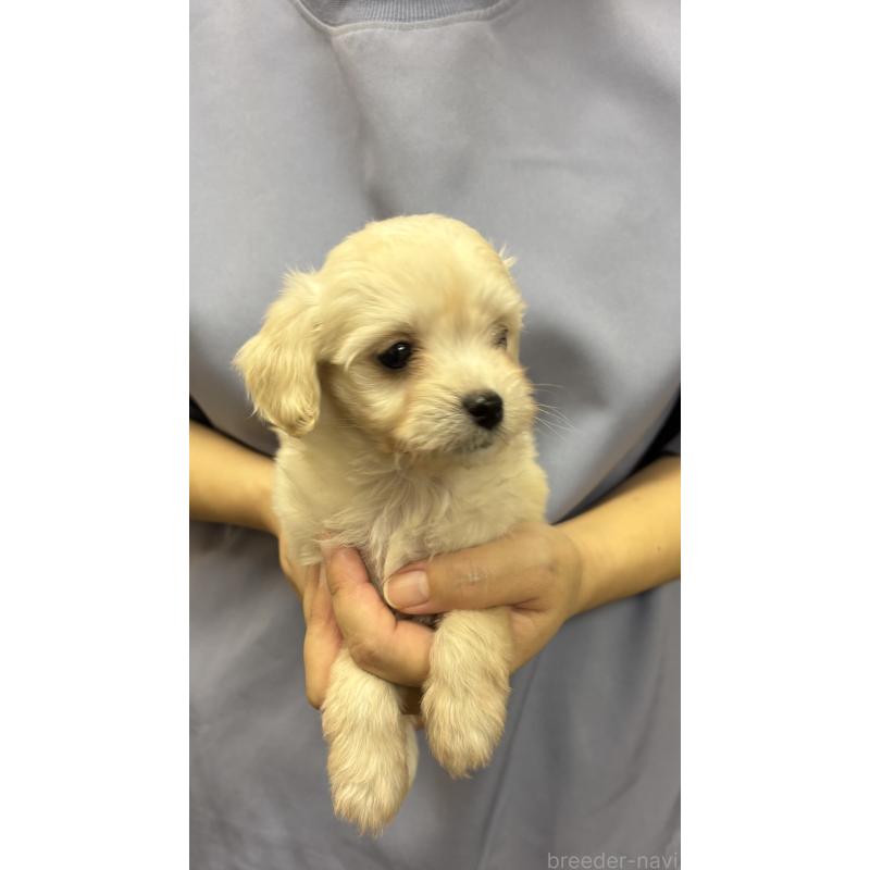 販売中の熊本県のミックス犬-422030の4枚目