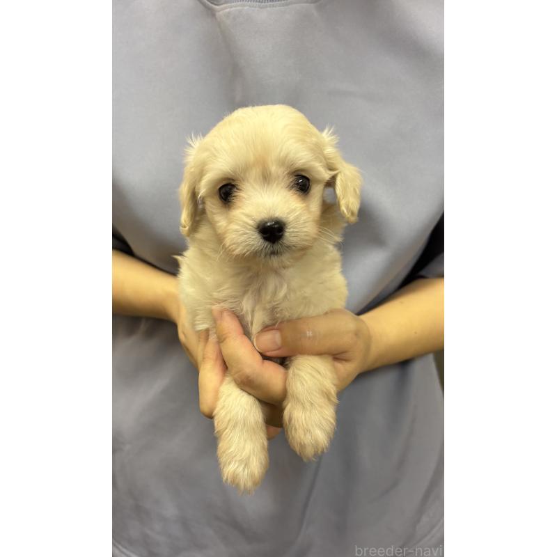 販売中の熊本県のミックス犬-422030の3枚目