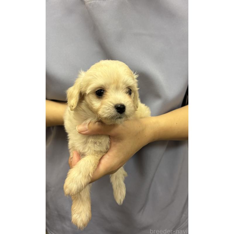 販売中の熊本県のミックス犬-422030の2枚目