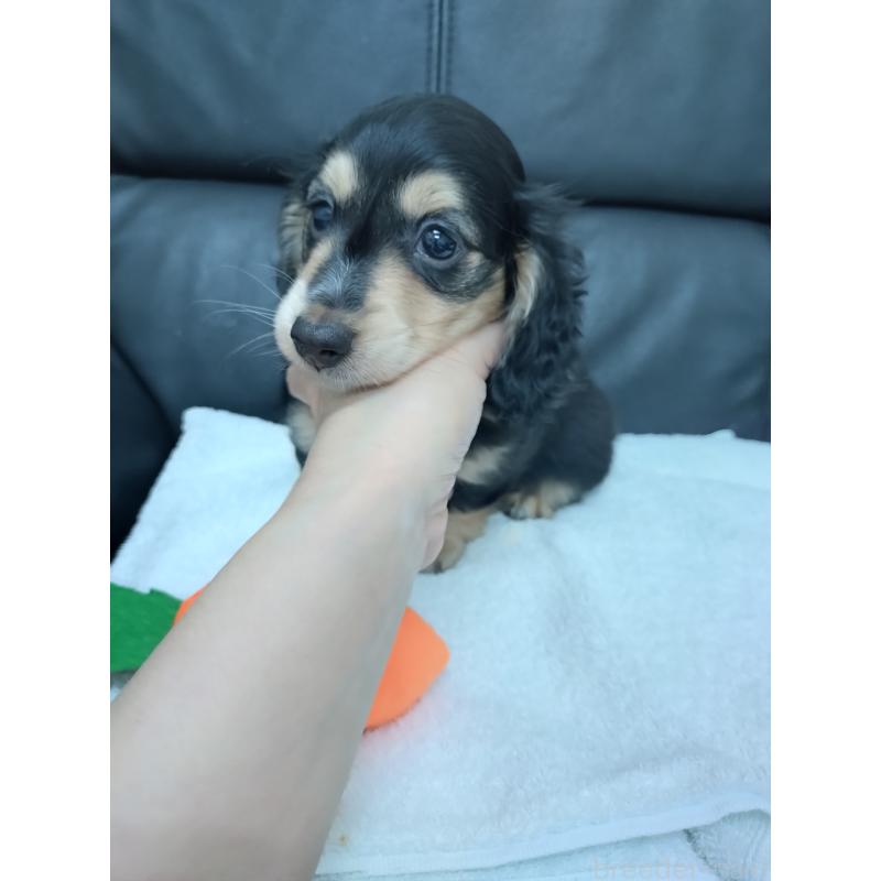 販売中の福岡県のミニチュアダックスフンド(ロングヘアード)-422196の2枚目