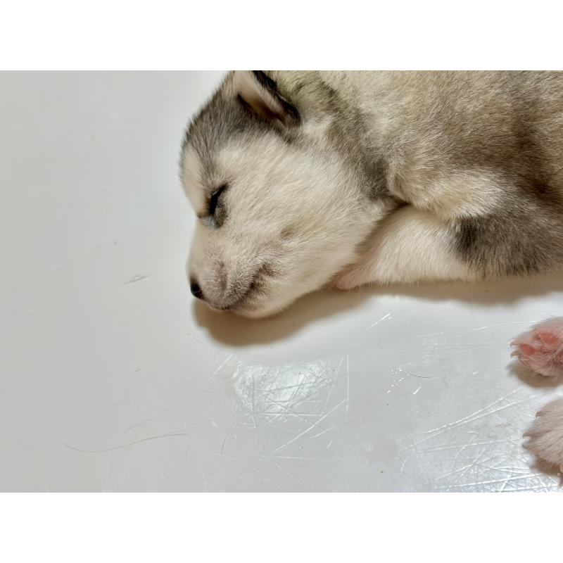 販売中の愛知県のシベリアンハスキー-422197の4枚目