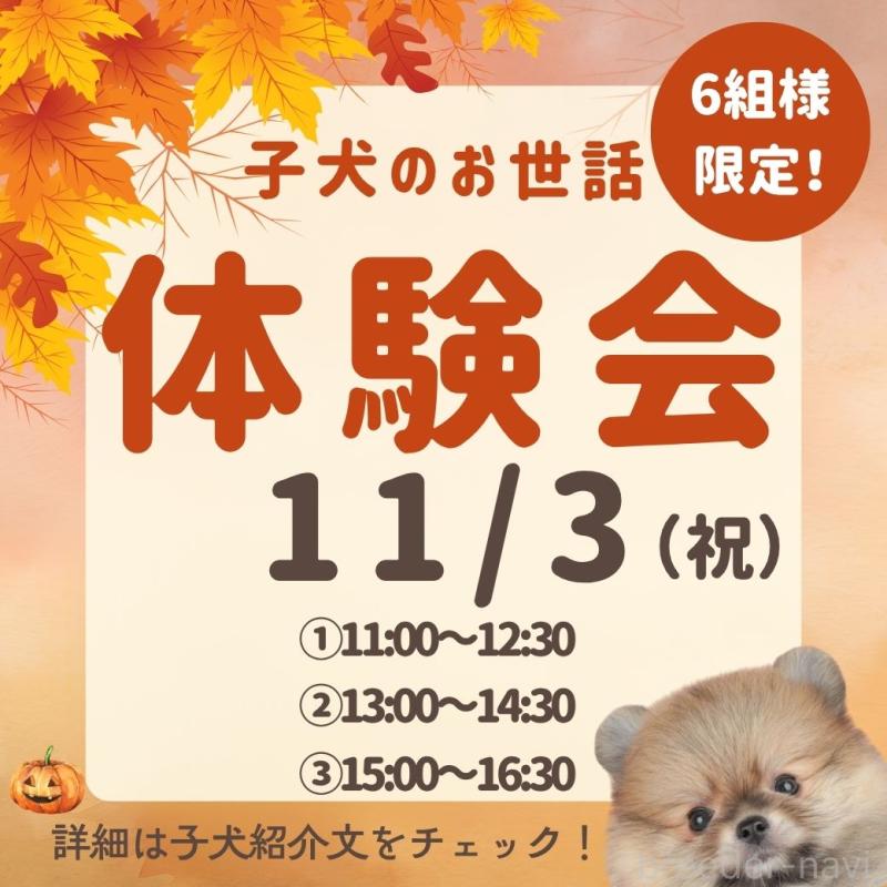 販売中の千葉県のポメラニアン-412318の4枚目