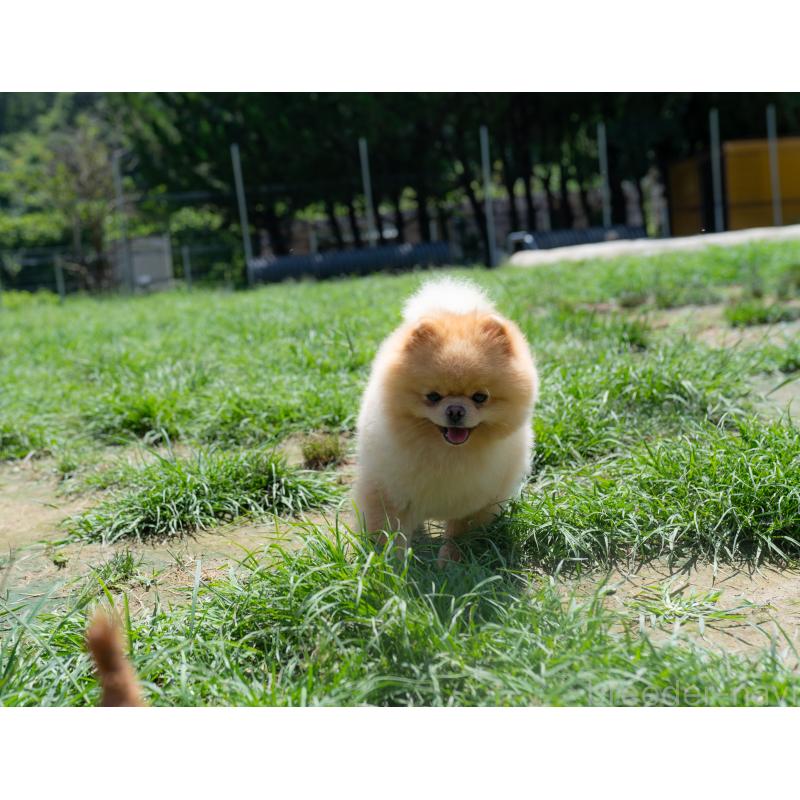 成約済の千葉県のトイプードル-410706の5枚目