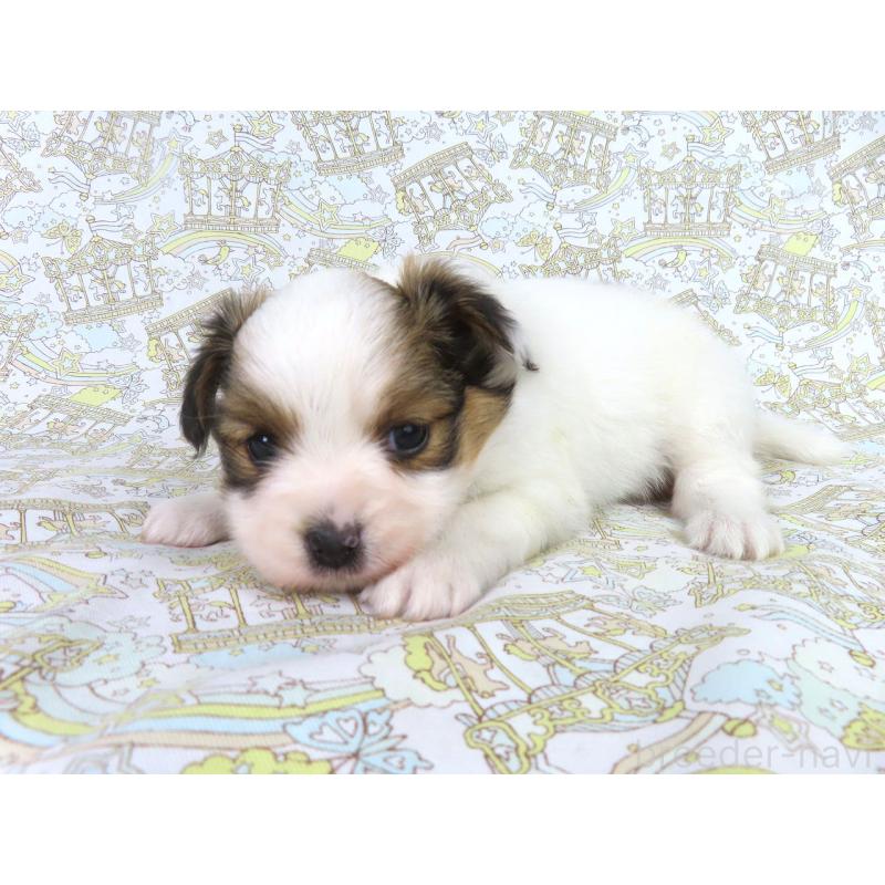 成約済の千葉県のパピヨン-419895の9枚目