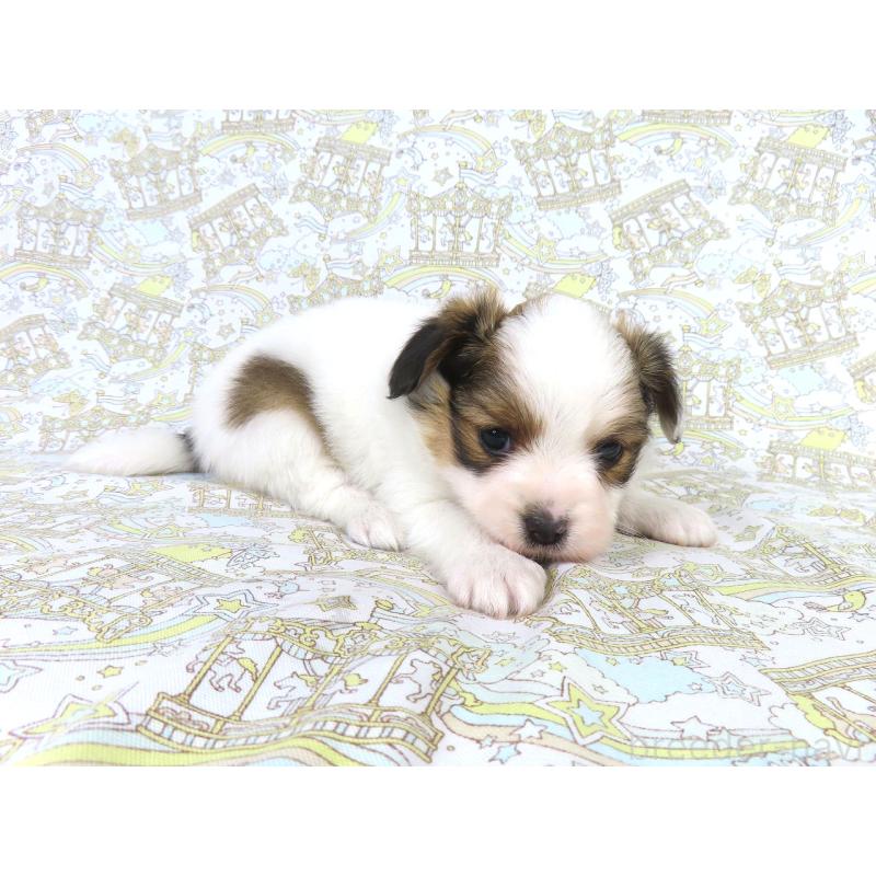 成約済の千葉県のパピヨン-419895の8枚目