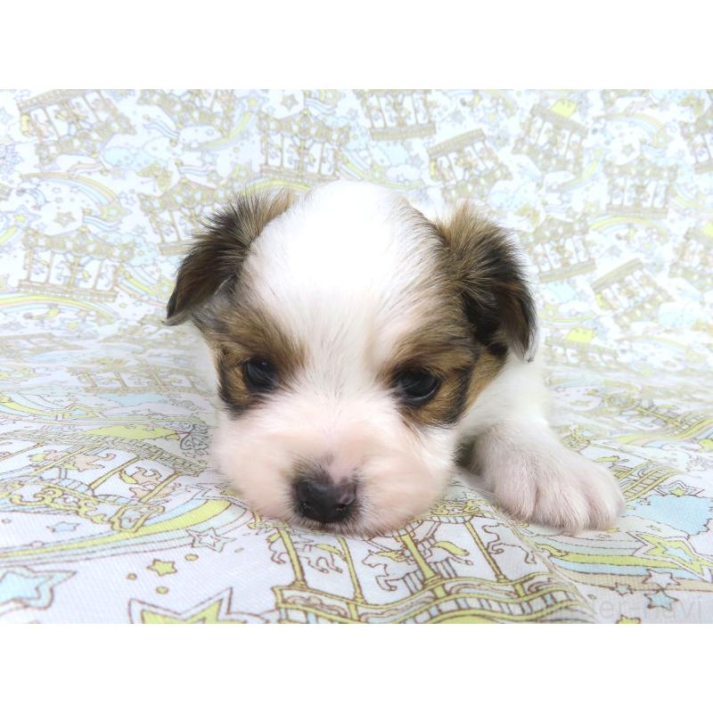 成約済の千葉県のパピヨン-419895の7枚目