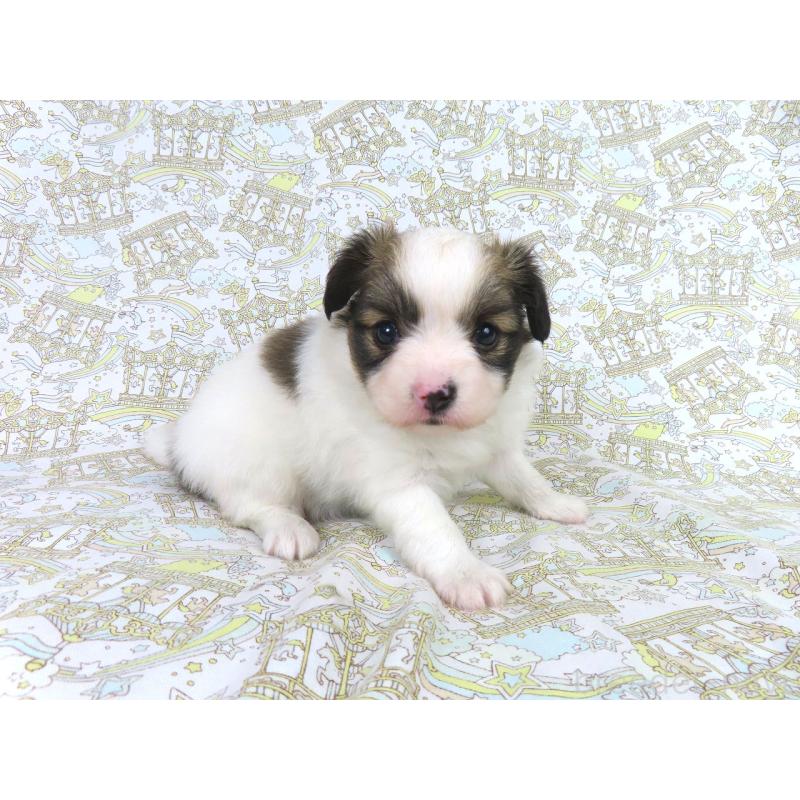 販売中の千葉県のパピヨン-419896の14枚目