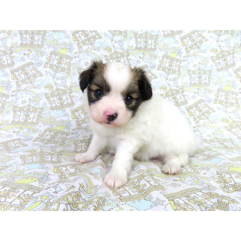 販売中の千葉県のパピヨン-419896の13枚目