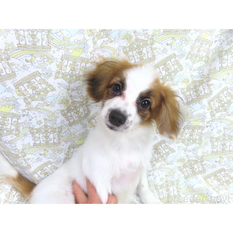 成約済の千葉県のパピヨン-400066の4枚目