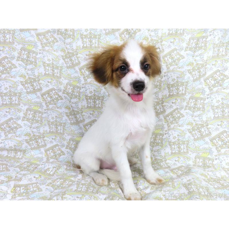 成約済の千葉県のパピヨン-400066の3枚目