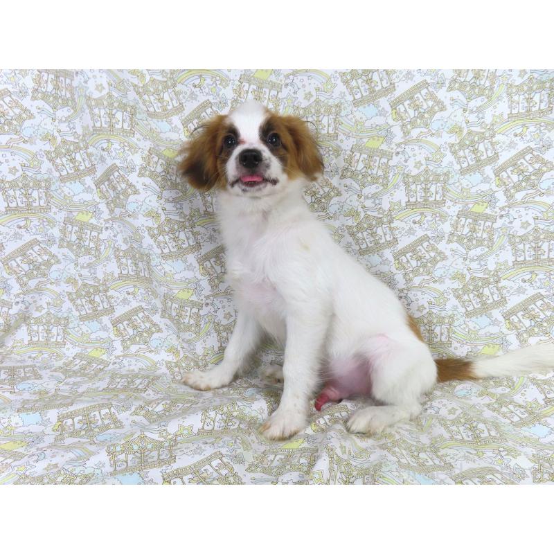 成約済の千葉県のパピヨン-400066の2枚目