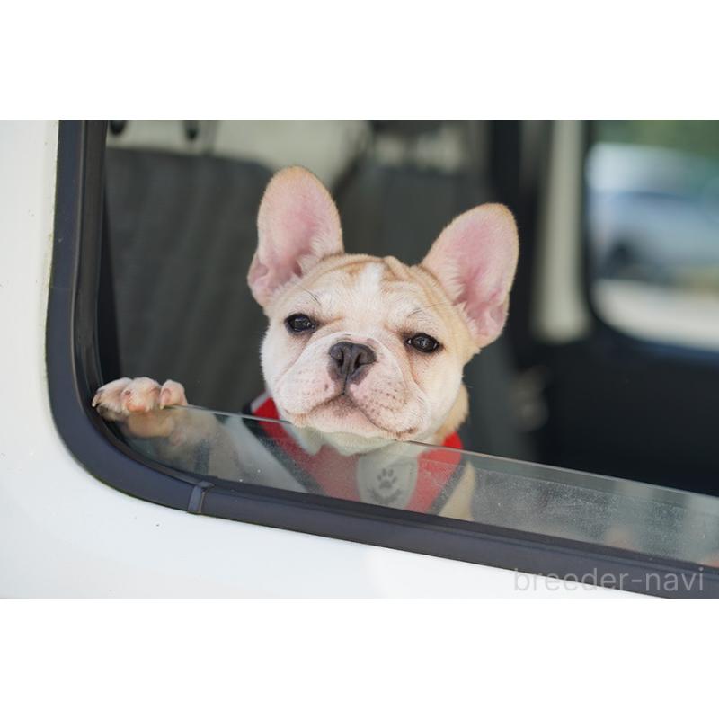 販売中の京都府のフレンチブルドッグ-405023の7枚目