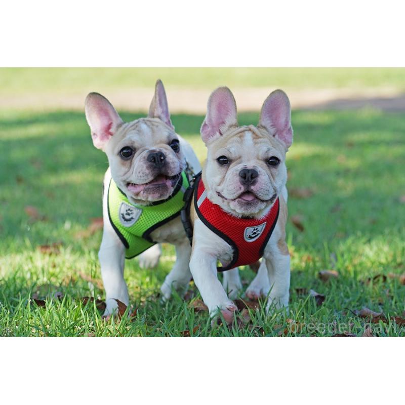 販売中の京都府のフレンチブルドッグ-405023の4枚目